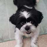 Entry image for Milo