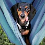 Entry image for Tesla Louise 