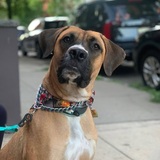 Entry image for Nacho