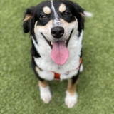 Entry image for Missy