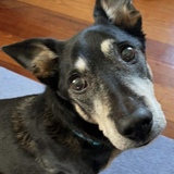 Entry image for Oscar