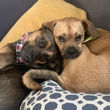 Entry image for Riley & Maisie