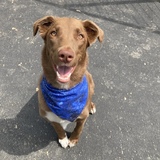 Entry image for Stella