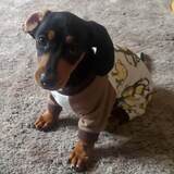 Entry image for Bailey