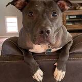 Entry image for Ferdinand