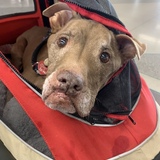 Entry image for Aladdin