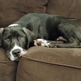 Entry image for Boone aka #WobblyStarfish