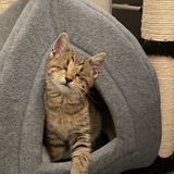 Entry image for Nikki Nugget