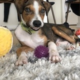 Entry image for Aspen