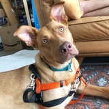 Entry image for Limoncello