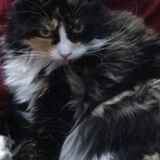 Entry image for Figaro