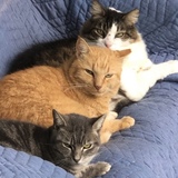 Entry image for "Little" "Moriarty" and "Fluffee"