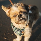 Entry image for Armond