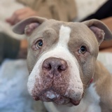 Entry image for Jolene