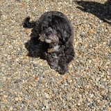 Entry image for Harry