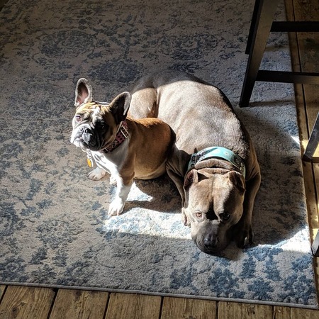 Entry image for Paxton & Demon. Clicking this image will show a larger photo