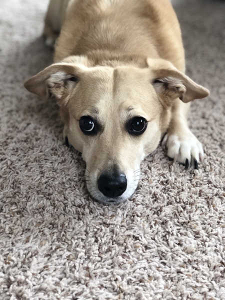 Entry image for Cali. Clicking this image will show a larger photo