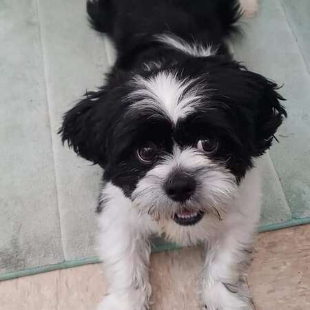 Entry image for Milo. Clicking this image will show a larger photo