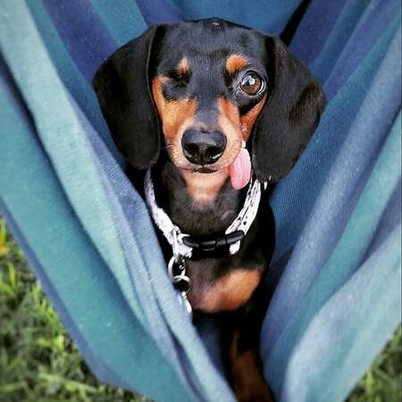 Entry image for Tesla Louise . Clicking this image will show a larger photo