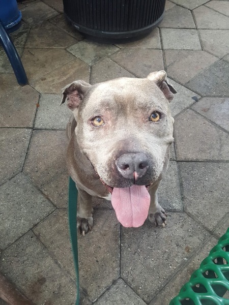 Entry image for Luna . Clicking this image will show a larger photo