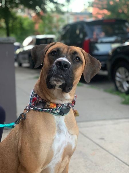 Entry image for Nacho. Clicking this image will show a larger photo