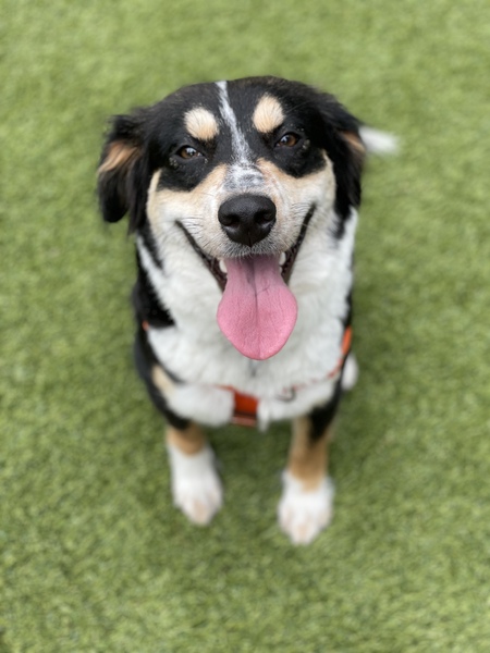 Entry image for Missy. Clicking this image will show a larger photo