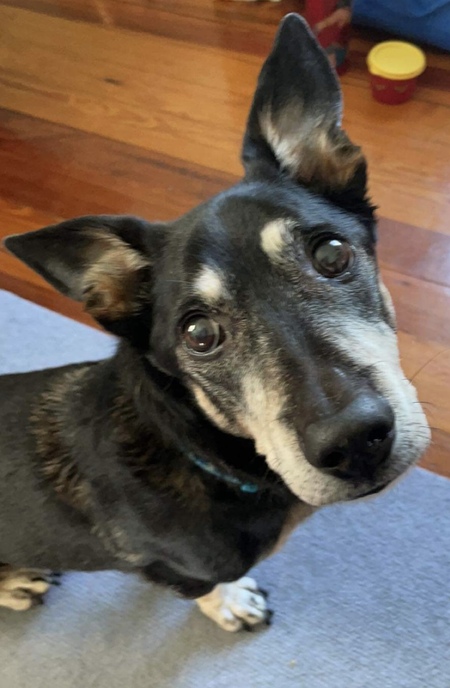 Entry image for Oscar. Clicking this image will show a larger photo