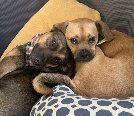 Entry image for Riley & Maisie. Clicking this image will show a larger photo