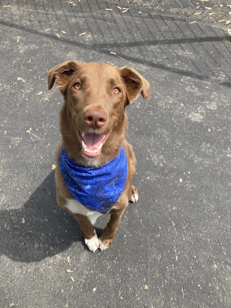 Entry image for Stella. Clicking this image will show a larger photo