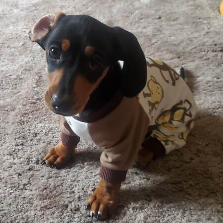 Entry image for Bailey. Clicking this image will show a larger photo