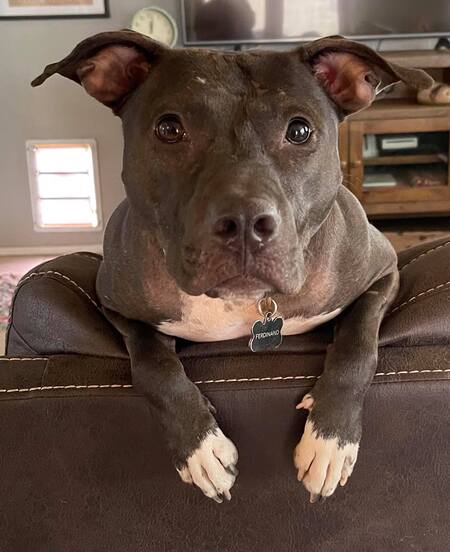 Entry image for Ferdinand. Clicking this image will show a larger photo