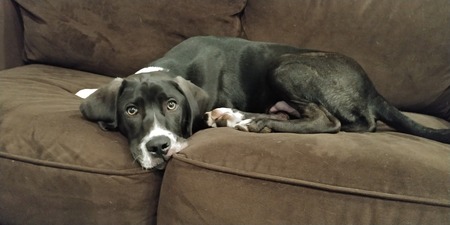 Entry image for Boone aka #WobblyStarfish. Clicking this image will show a larger photo