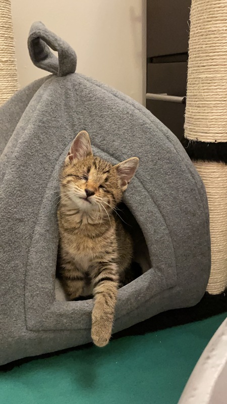 Entry image for Nikki Nugget. Clicking this image will show a larger photo