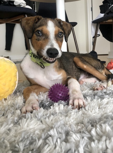 Entry image for Aspen. Clicking this image will show a larger photo