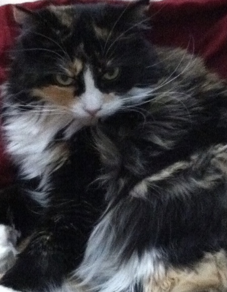 Entry image for Figaro. Clicking this image will show a larger photo