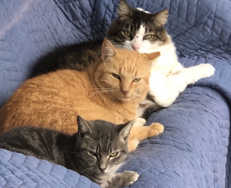 Entry image for "Little" "Moriarty" and "Fluffee". Clicking this image will show a larger photo