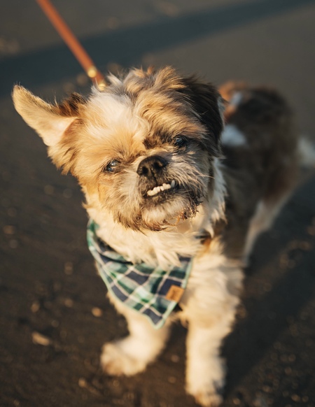 Entry image for Armond. Clicking this image will show a larger photo