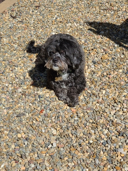 Entry image for Harry. Clicking this image will show a larger photo