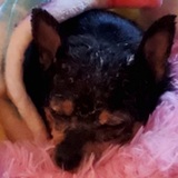 Entry image for Poppy