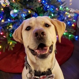 Entry image for Howie