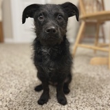 Entry image for Finn