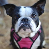 Entry image for Lily