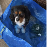 Entry image for Lily