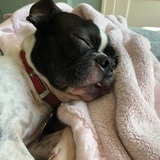 Entry image for Daisy