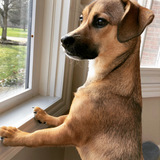 Entry image for Rosie