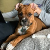 Entry image for Gus