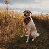Entry image for Shiloh 