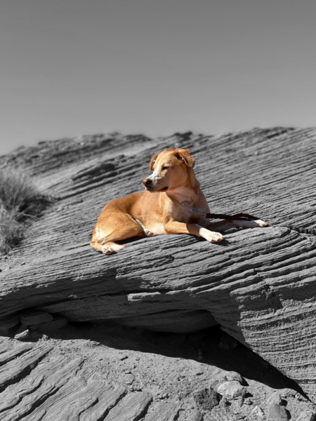 Entry image for Junebug. Clicking this image will show a larger photo