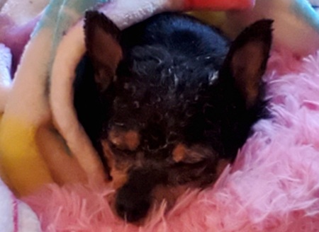 Entry image for Poppy. Clicking this image will show a larger photo