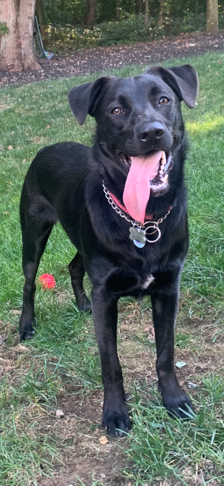 Entry image for Casey. Clicking this image will show a larger photo